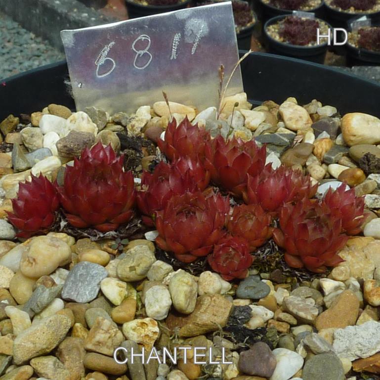 Chantell