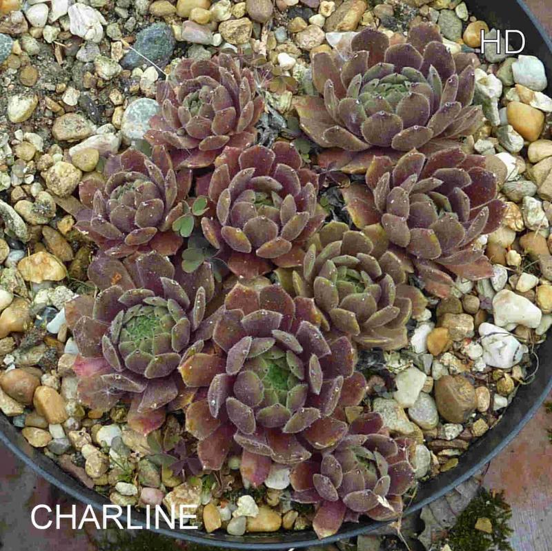Charline