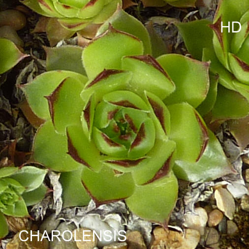 Charolensis