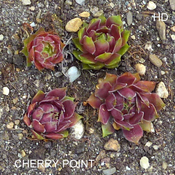 Cherry Point
