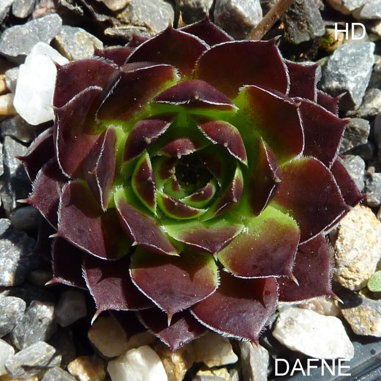 Dafne / Jovi