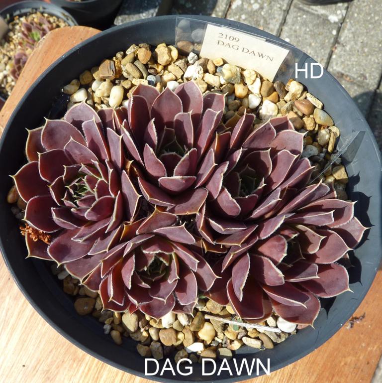 Dag Dawn / Jovi