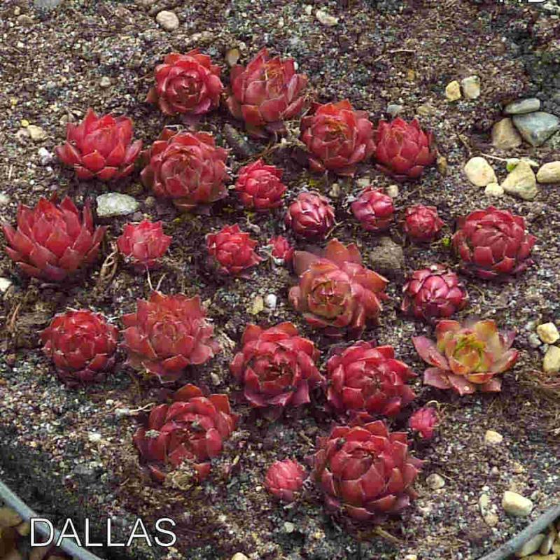 Dallas