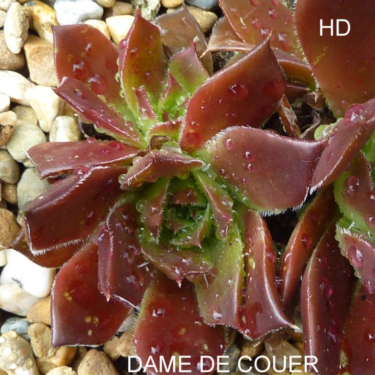 Dame de Coeur / Jovi