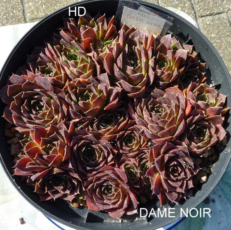 Dame Noir / Jovi
