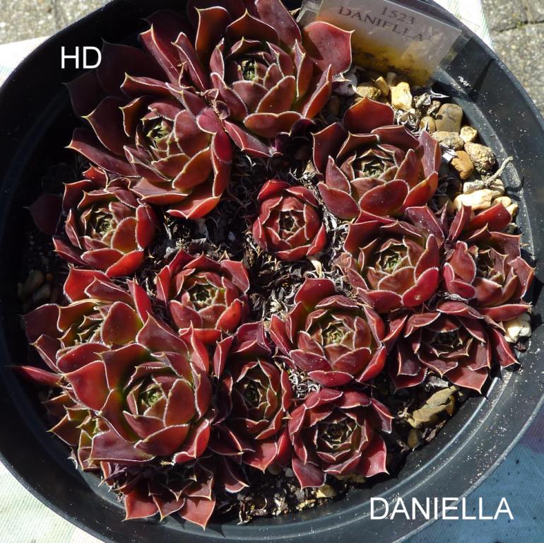 Daniella / Jovi