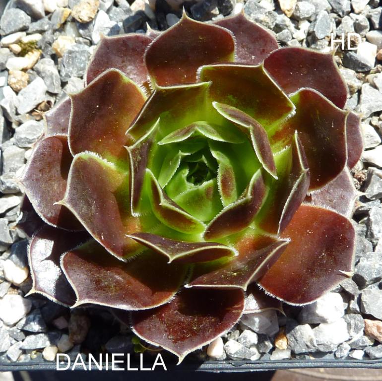 Daniella / Jovi