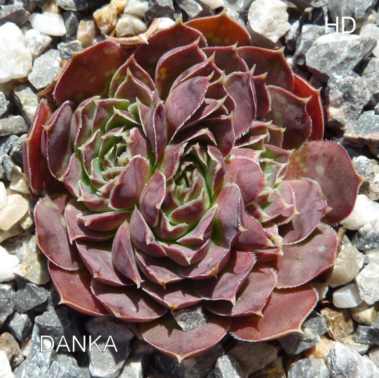 Danka / Jovi