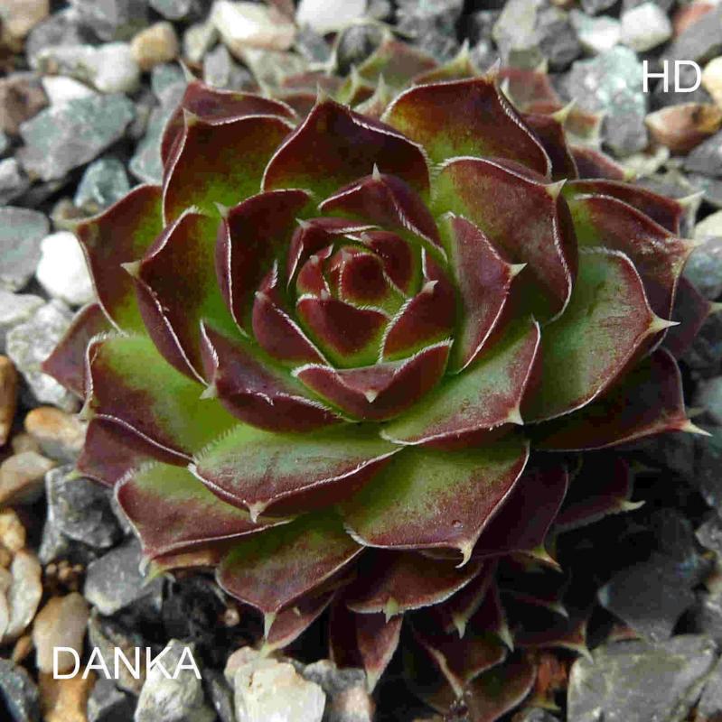 Danka / Jovi
