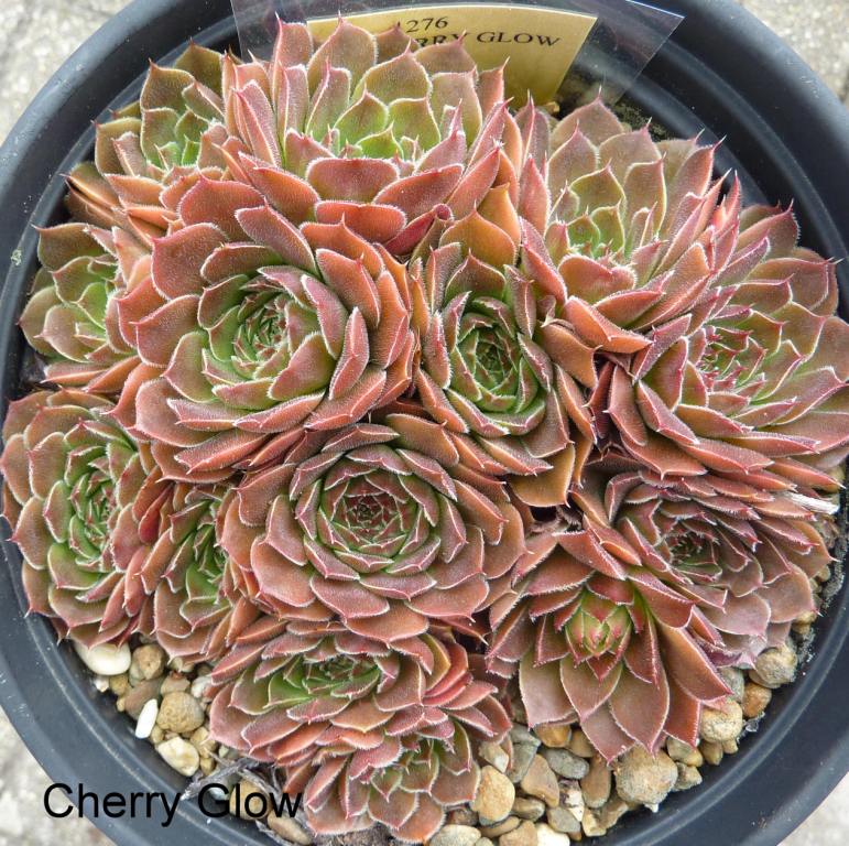 Cherry Glow / Jovi