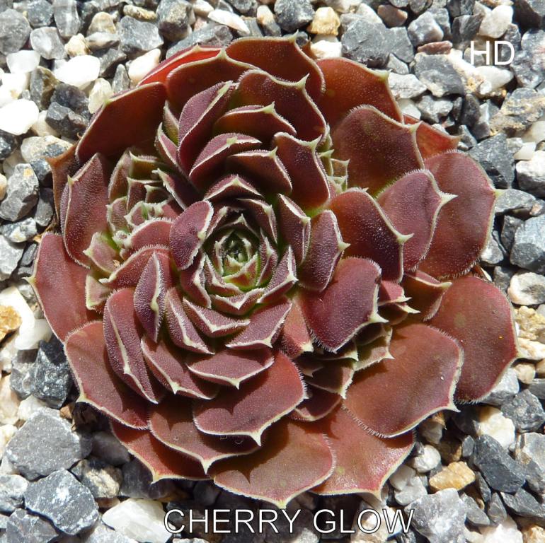 Cherry Glow / Jovi