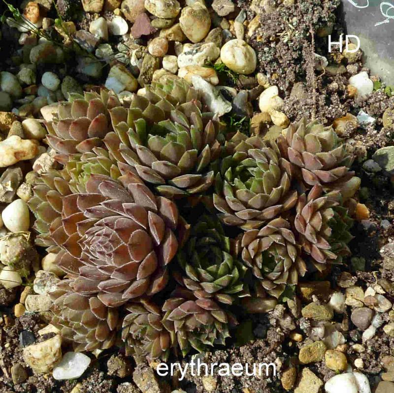 marmoreum ssp. erythraeum