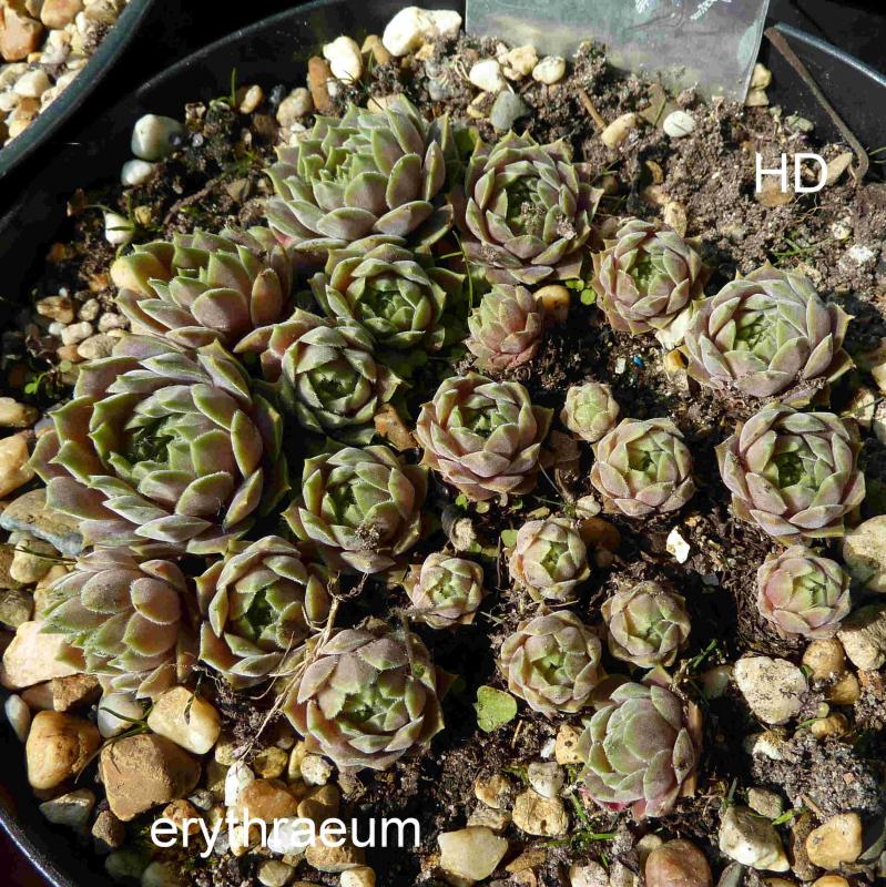 marmoreum ssp. erythraeum