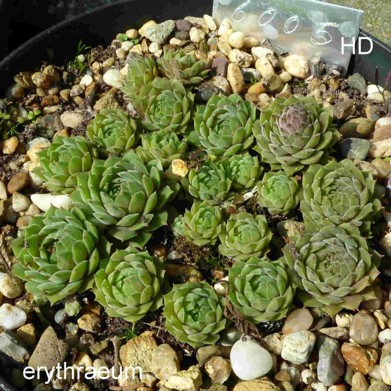 marmoreum ssp. erythraeum