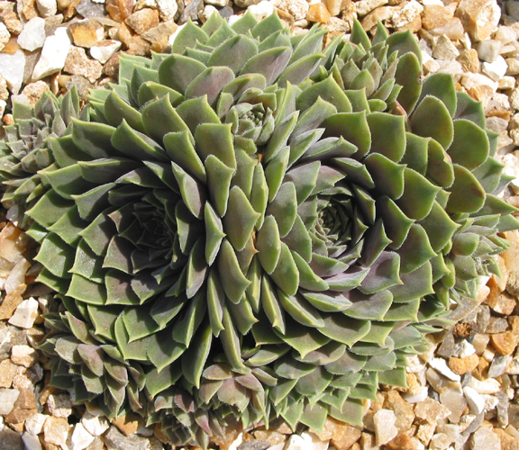 marmoreum ssp. erythraeum