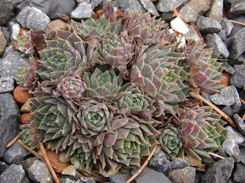 marmoreum ssp. erythraeum