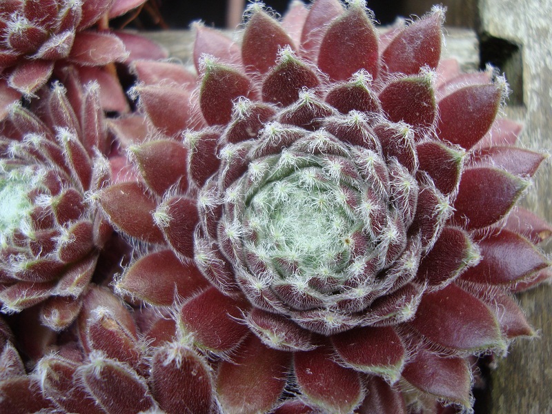 Chlorys