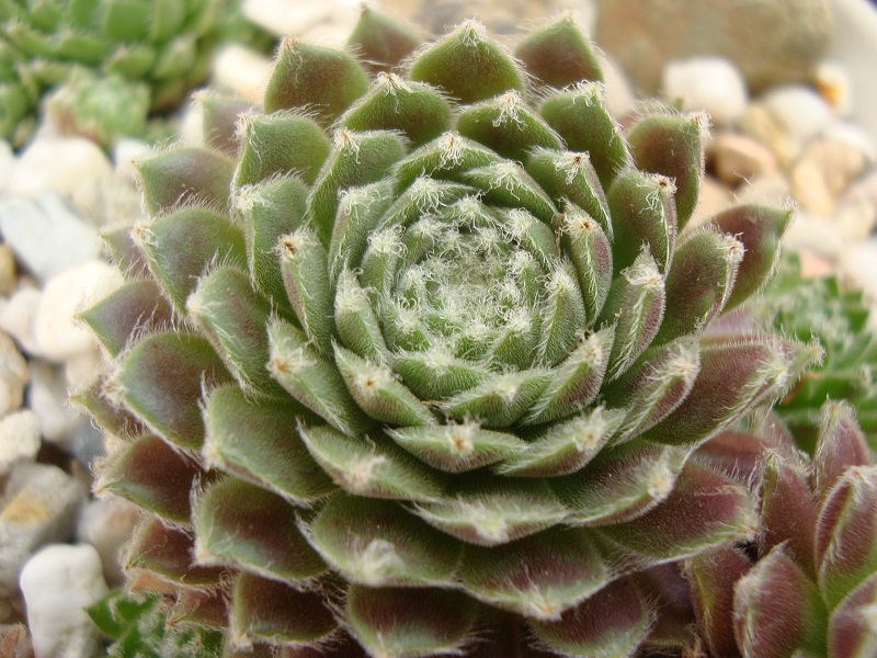 Chlorys