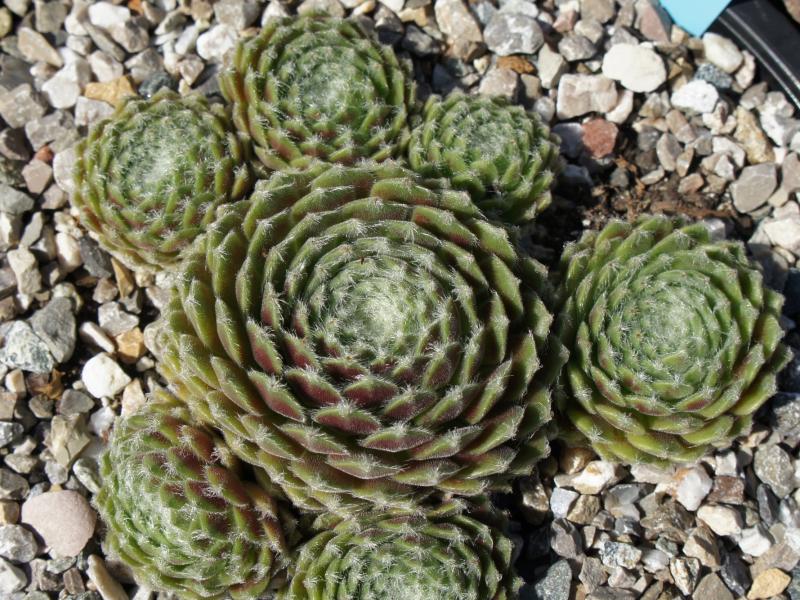 Chlorys