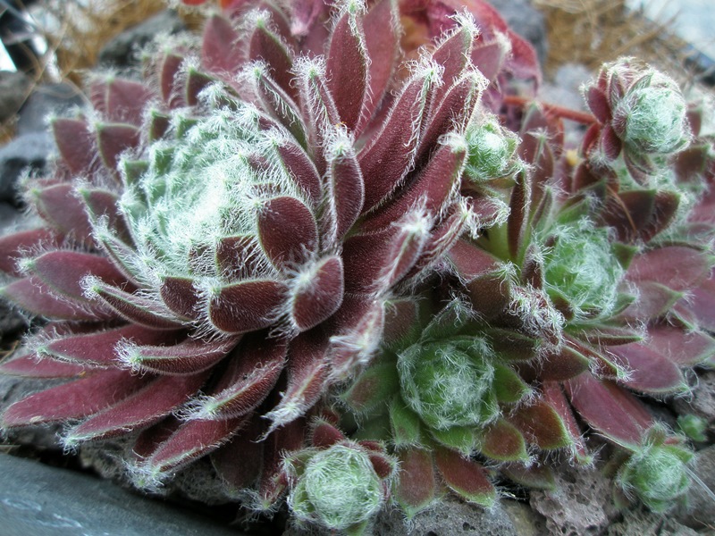 Chlorys
