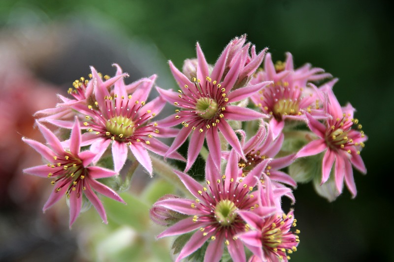 Chlorys