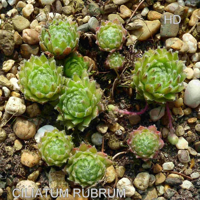Ciliatum Rubrum