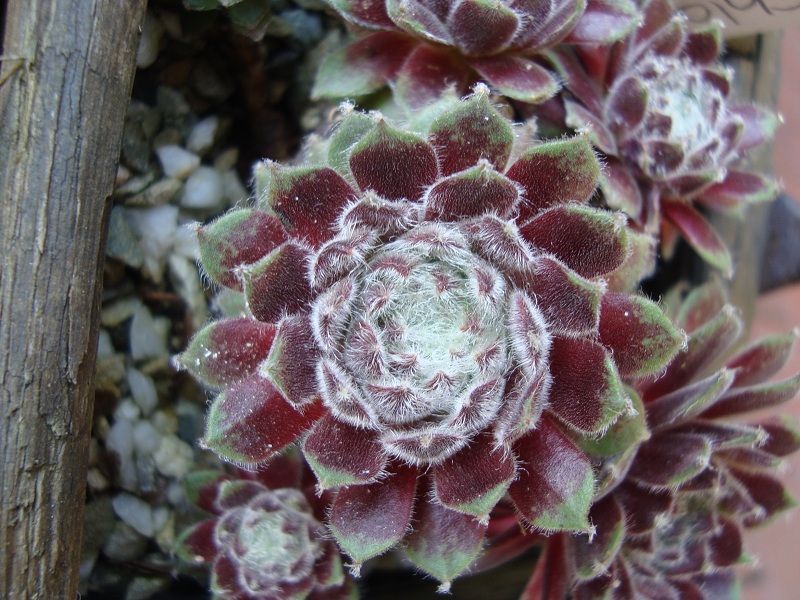 Chlorys