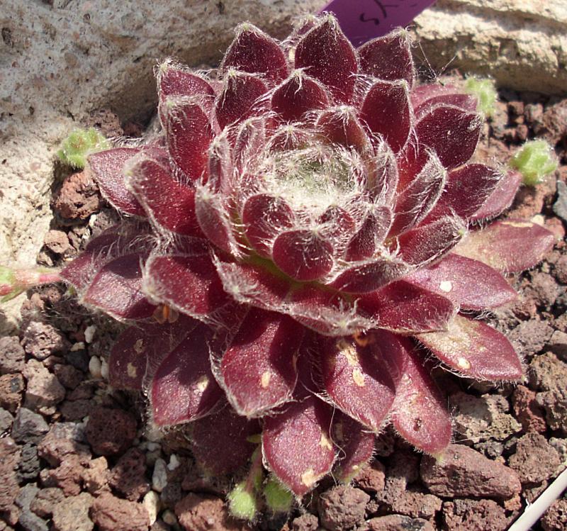 Chlorys