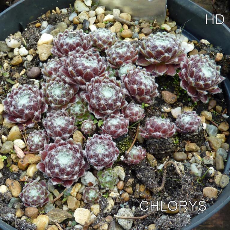 Chlorys