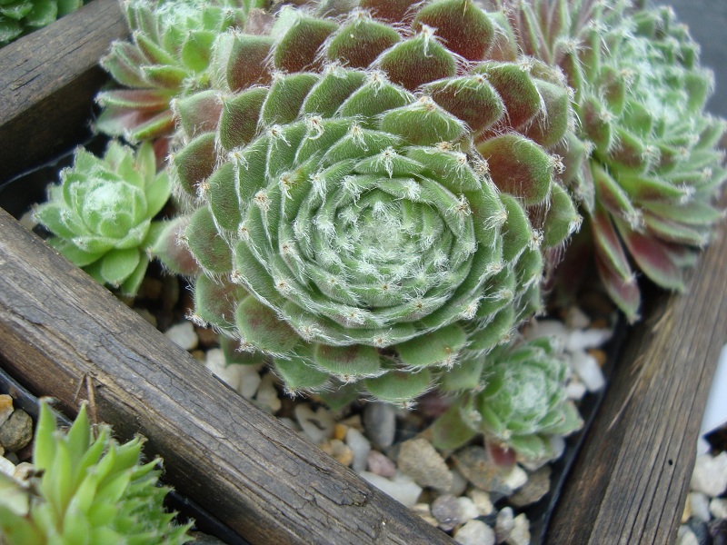 Chlorys