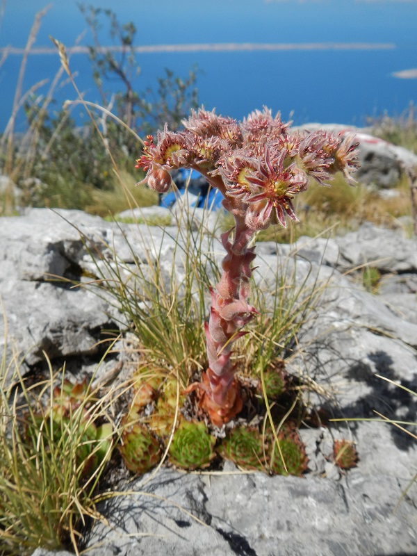 marmoreum ssp. marmoreum (dinaricum) from Mt. Velebit