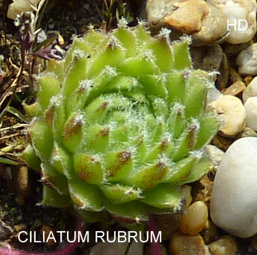 Ciliatum Rubrum