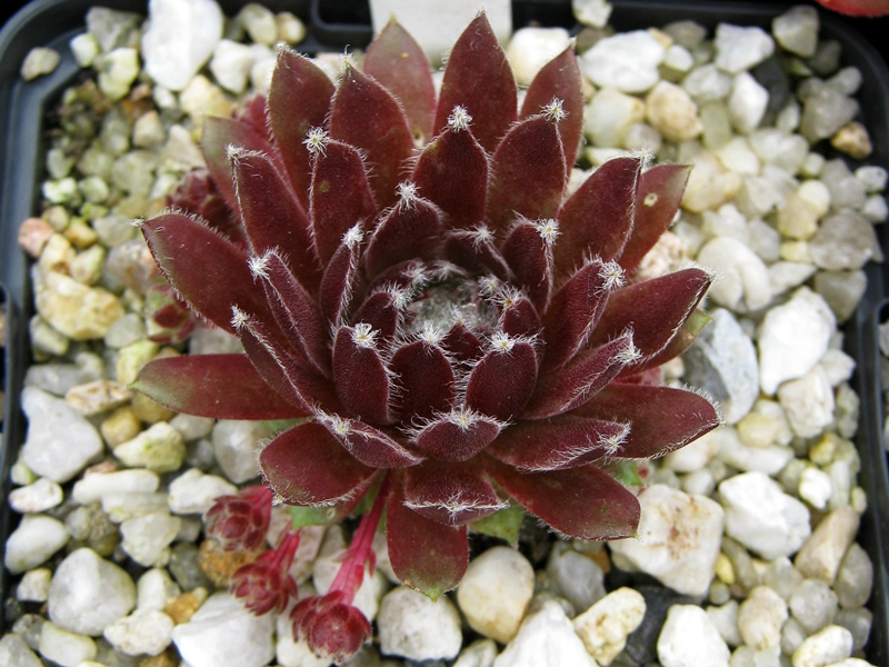 Cherry Frost