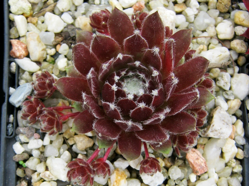 Cherry Frost