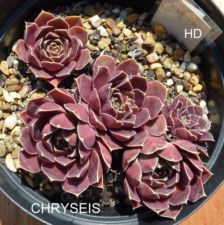 Chryseis / Jovi