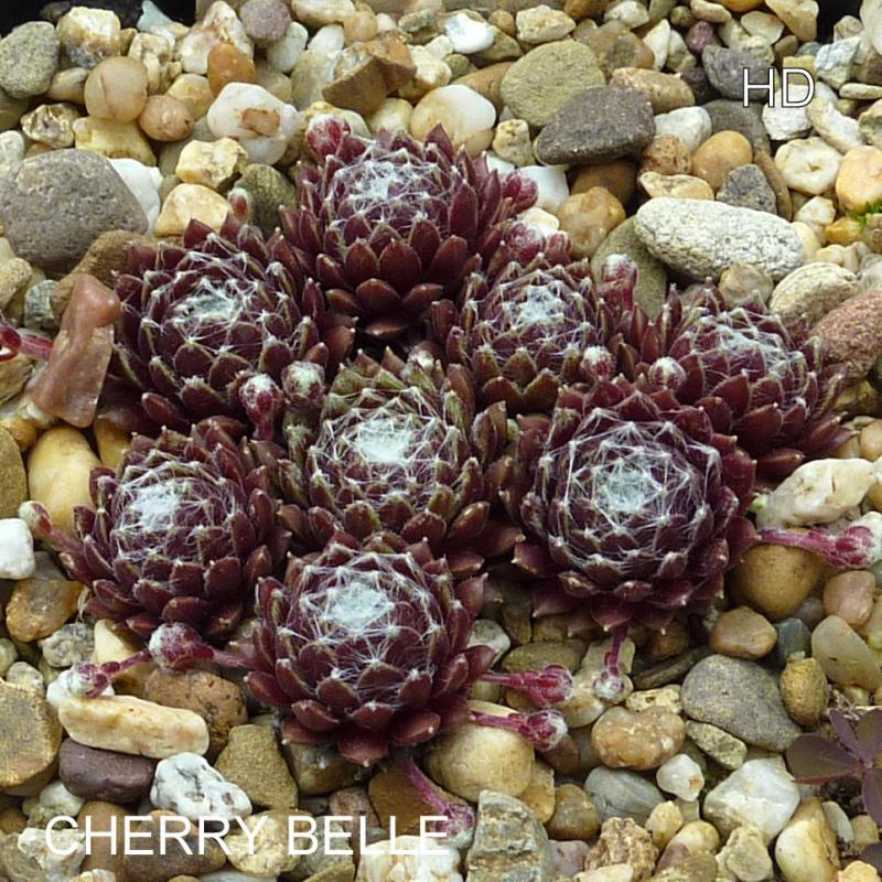 Cherry Belle