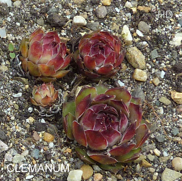 Clemanum
