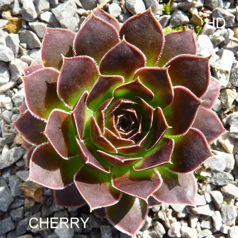 Cherry / Jovi