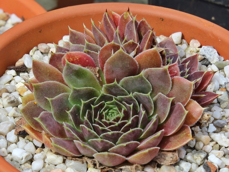 Copper King / Jovi