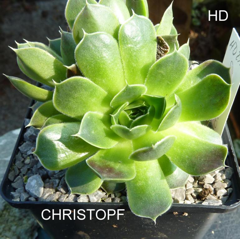 Christopf / Jovi