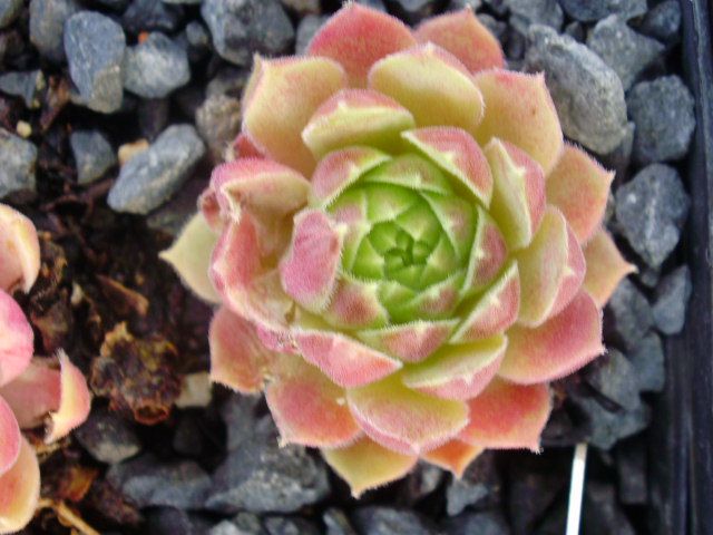 Bellinagrum