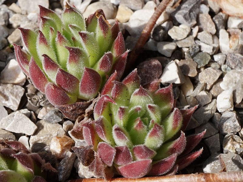 marmoreum ssp. reginae-amaliae (angustissimum)