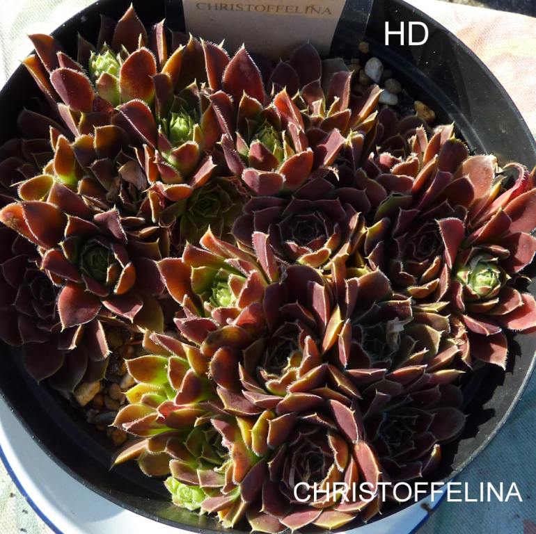 Christoffelina / Jovi