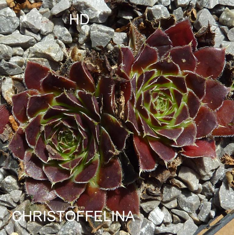 Christoffelina / Jovi