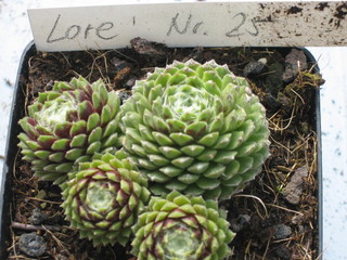 Lore ( II )