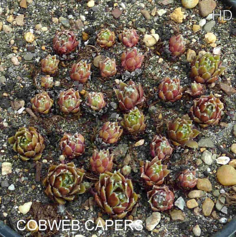 Cobweb Capers