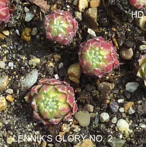 Lennik's Glory No. 2