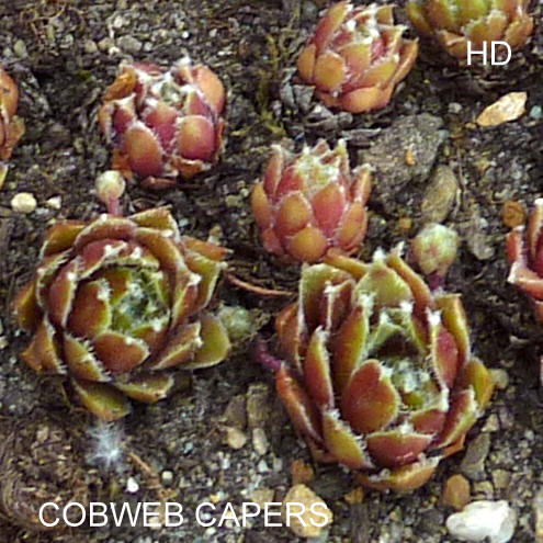 Cobweb Capers
