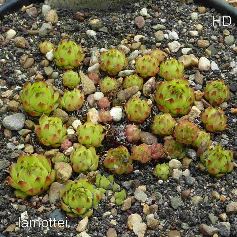 tectorum var. tectorum (lamottei)