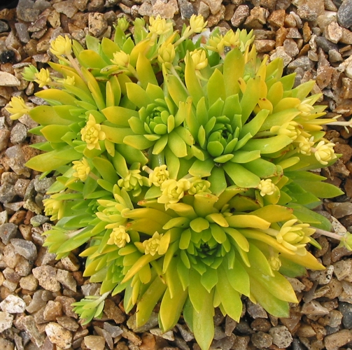 Cmiral's Yellow